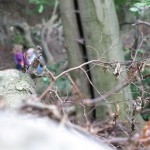 IMG_6877_kl